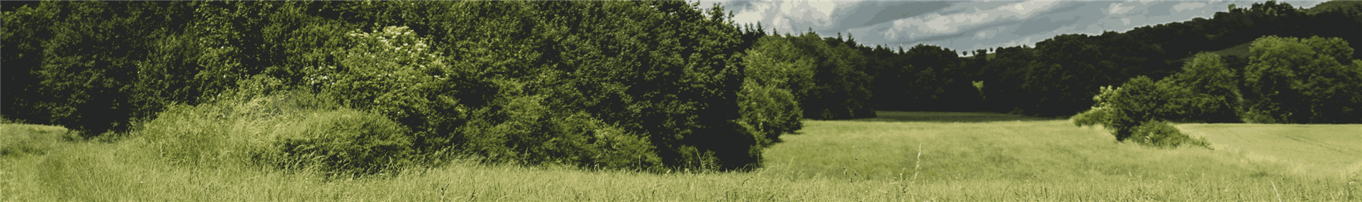 West Bergholt Area Guide