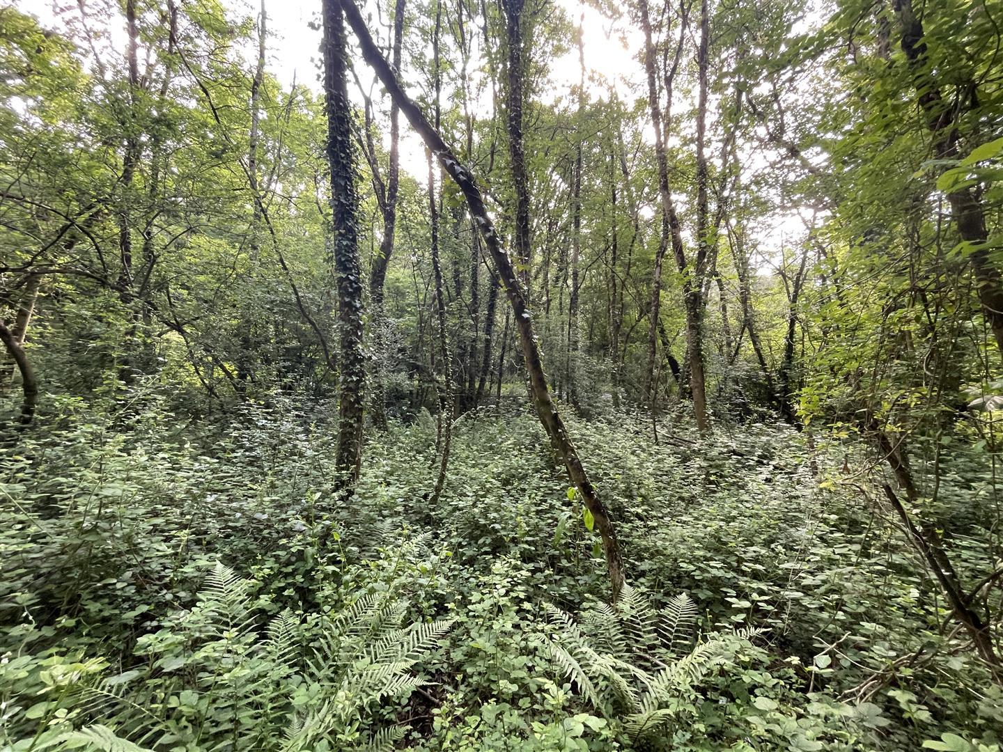 Property Image 18a307dc-bd2c-47cc-910e-fb03437411da