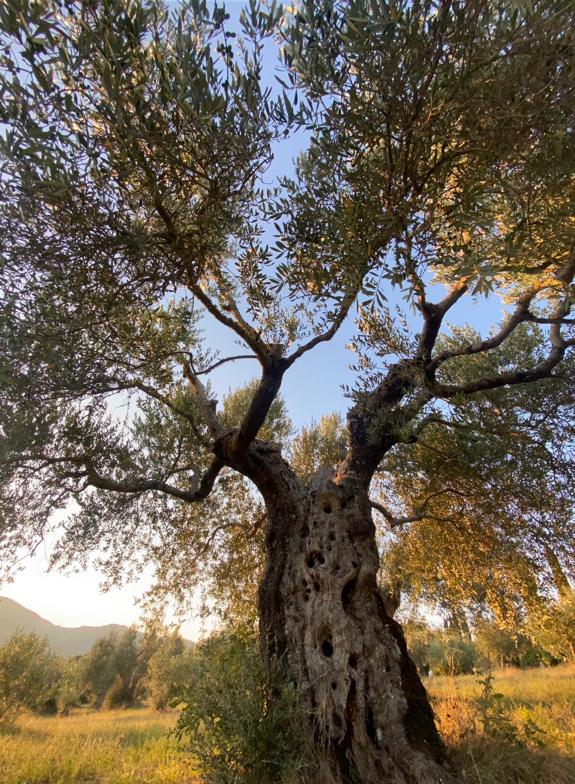 Property Image 29ef7a48-24f3-4c52-a512-c6c81d0ed502