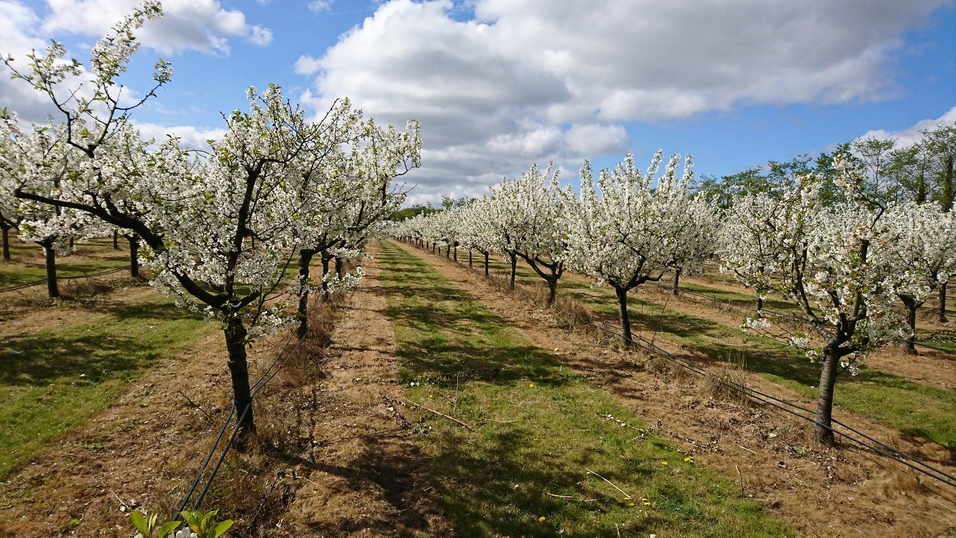 Tiptree Area Guide