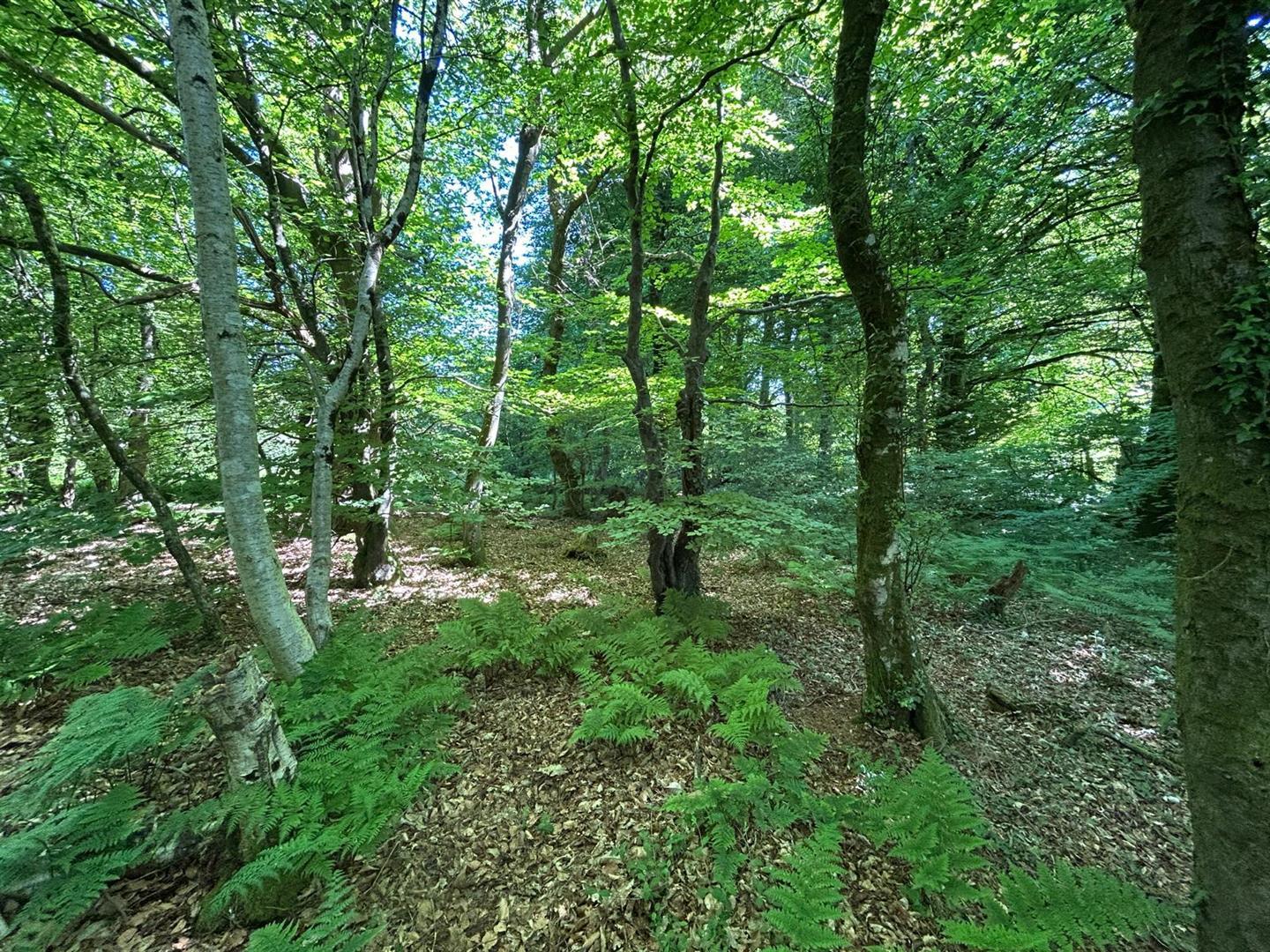 Property Image 2c31be19-3d85-48e2-b9a0-0daff9a217e8