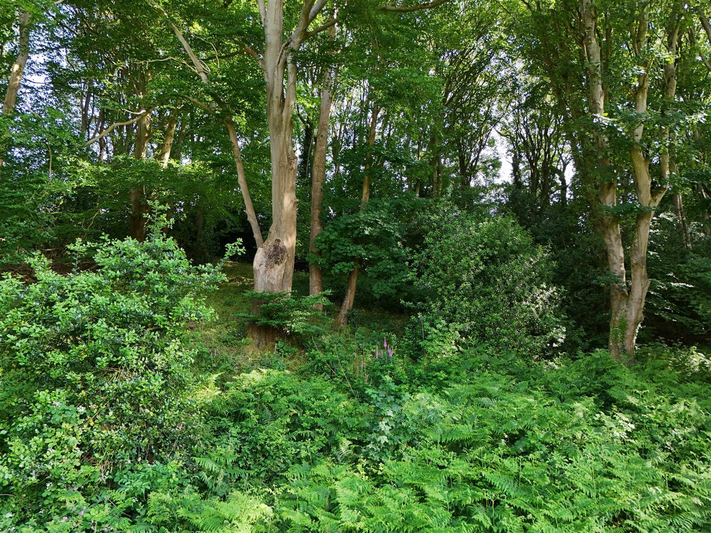 Property Image 2fa15afe-6be6-4cd3-935c-d1ff42d2122b