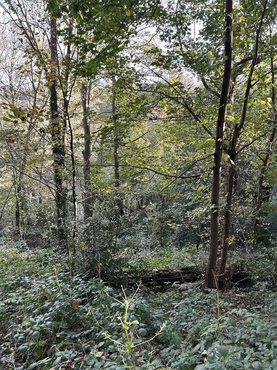 Image 9