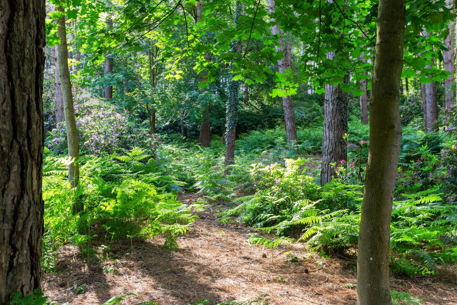 Property Image 5bdbc4ce-688d-46f4-b9e9-86182754109e