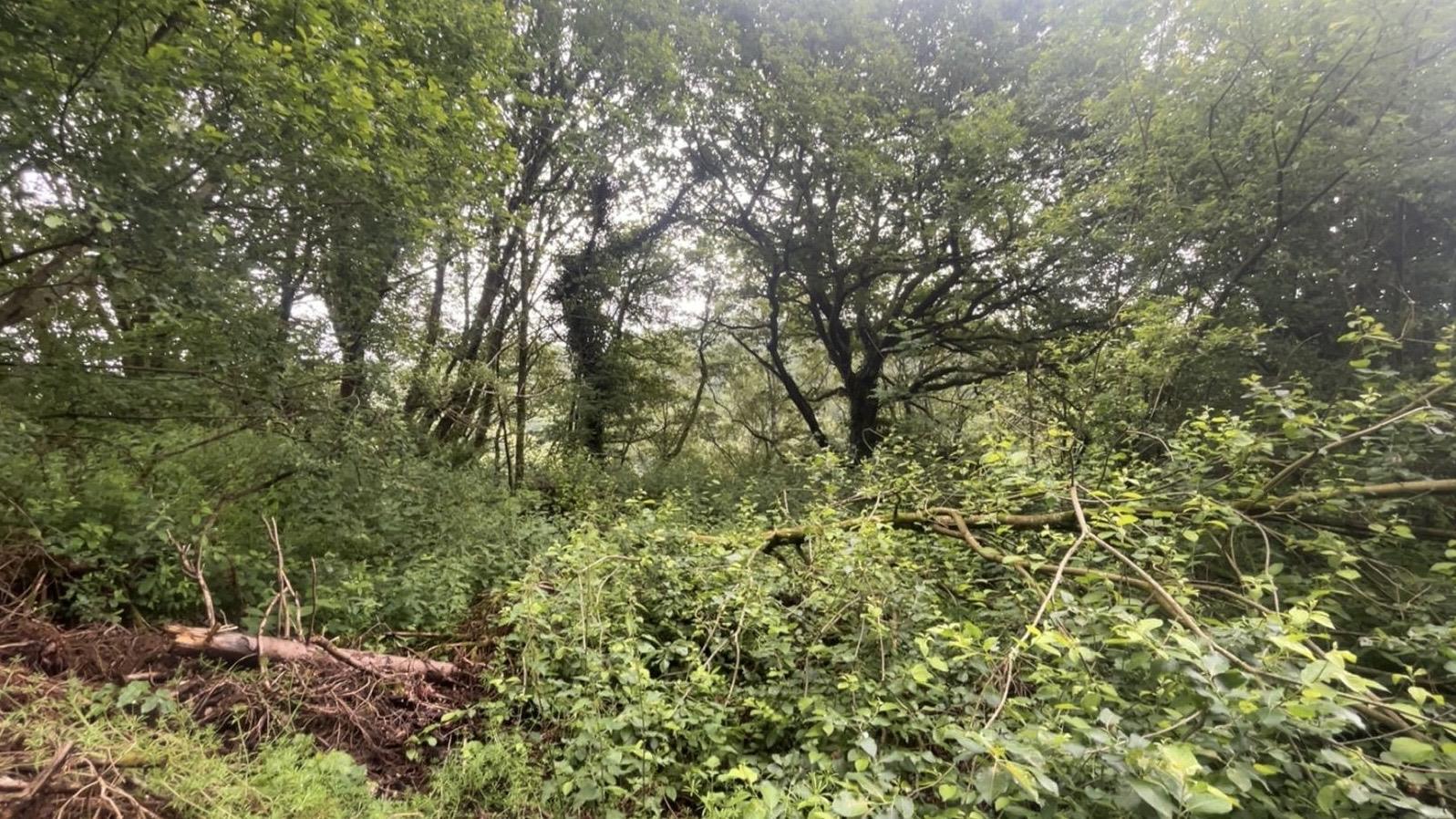 Image 14