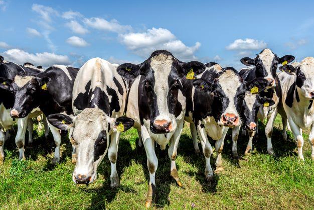 livestock sold through frome livestock market