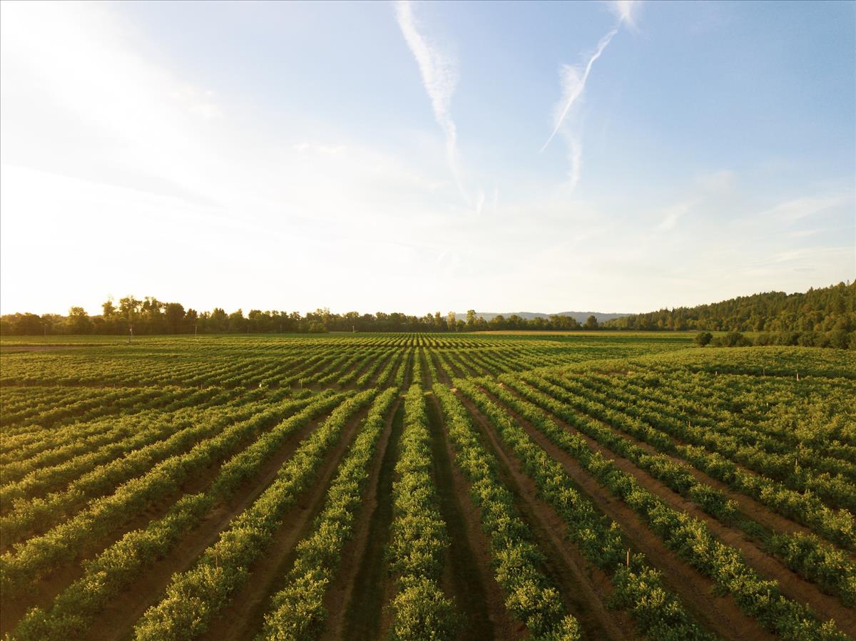 farms and land farmland