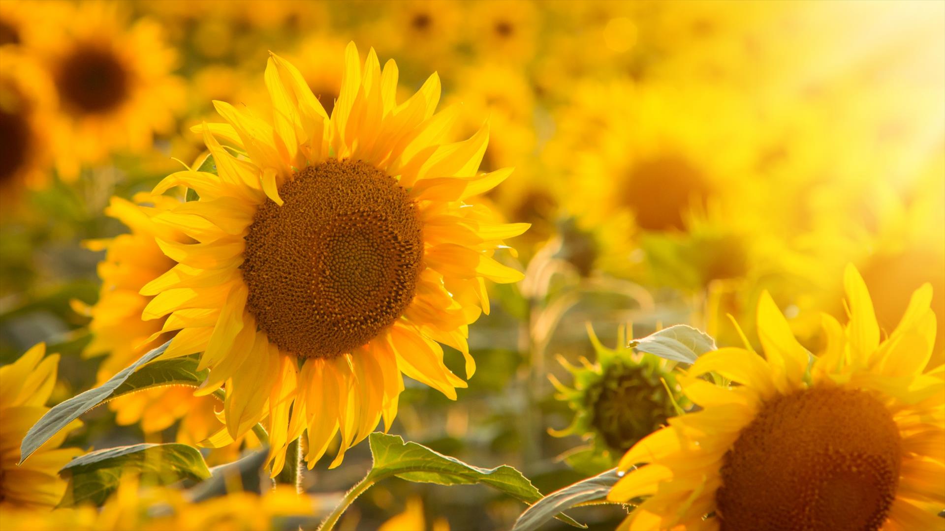 Sunflower Trail, Maiden Castle Farm  image