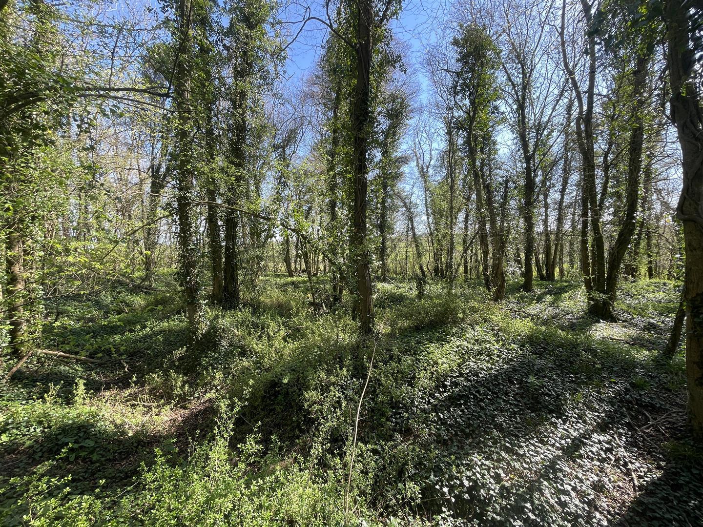 Property Image 83bdf609-9813-4e79-b99c-67a913da2890