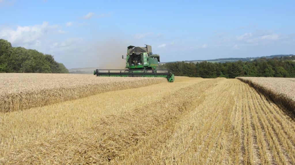 Onsite Standing Straw Auction image