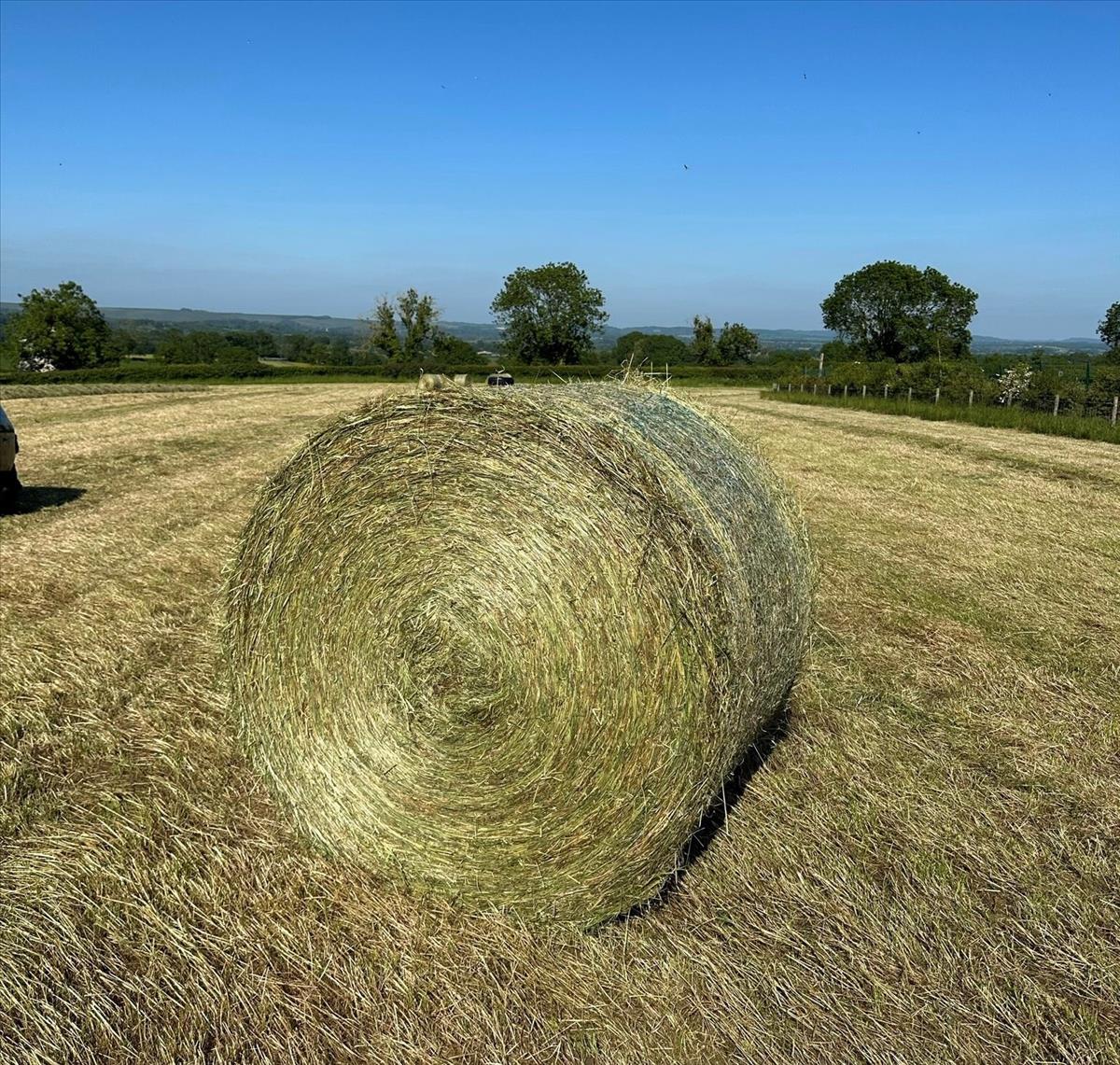Fodder For Sale by Private Treaty image