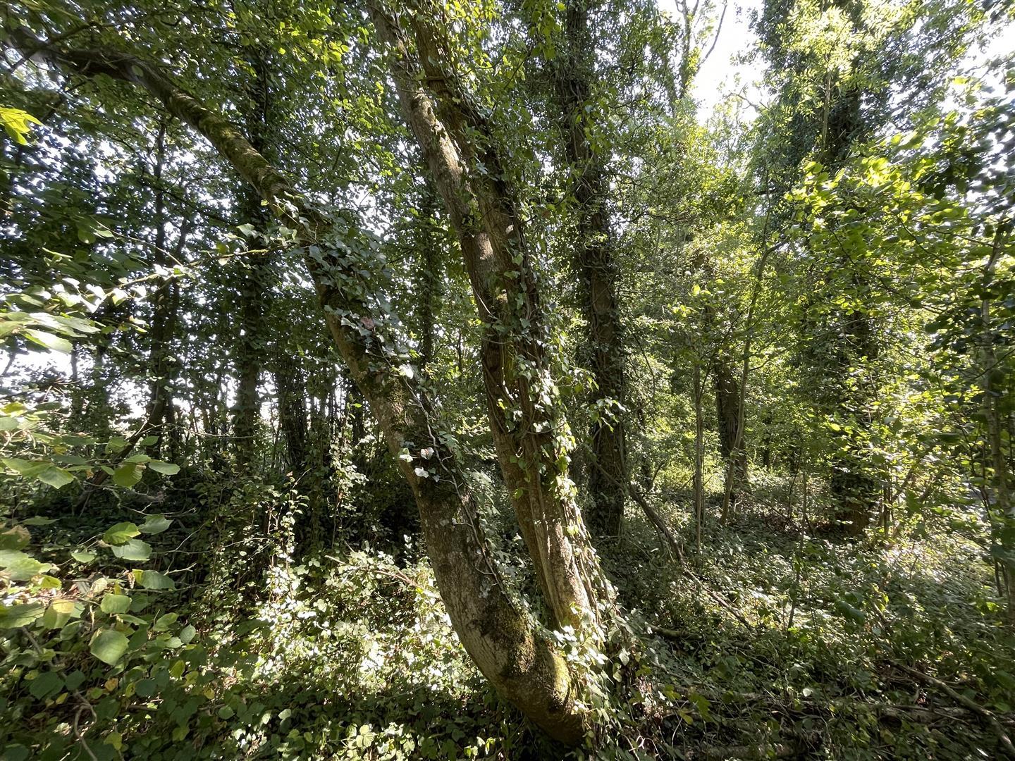 Property Image 90126c62-f1ab-477b-ba55-b9c4857367a0