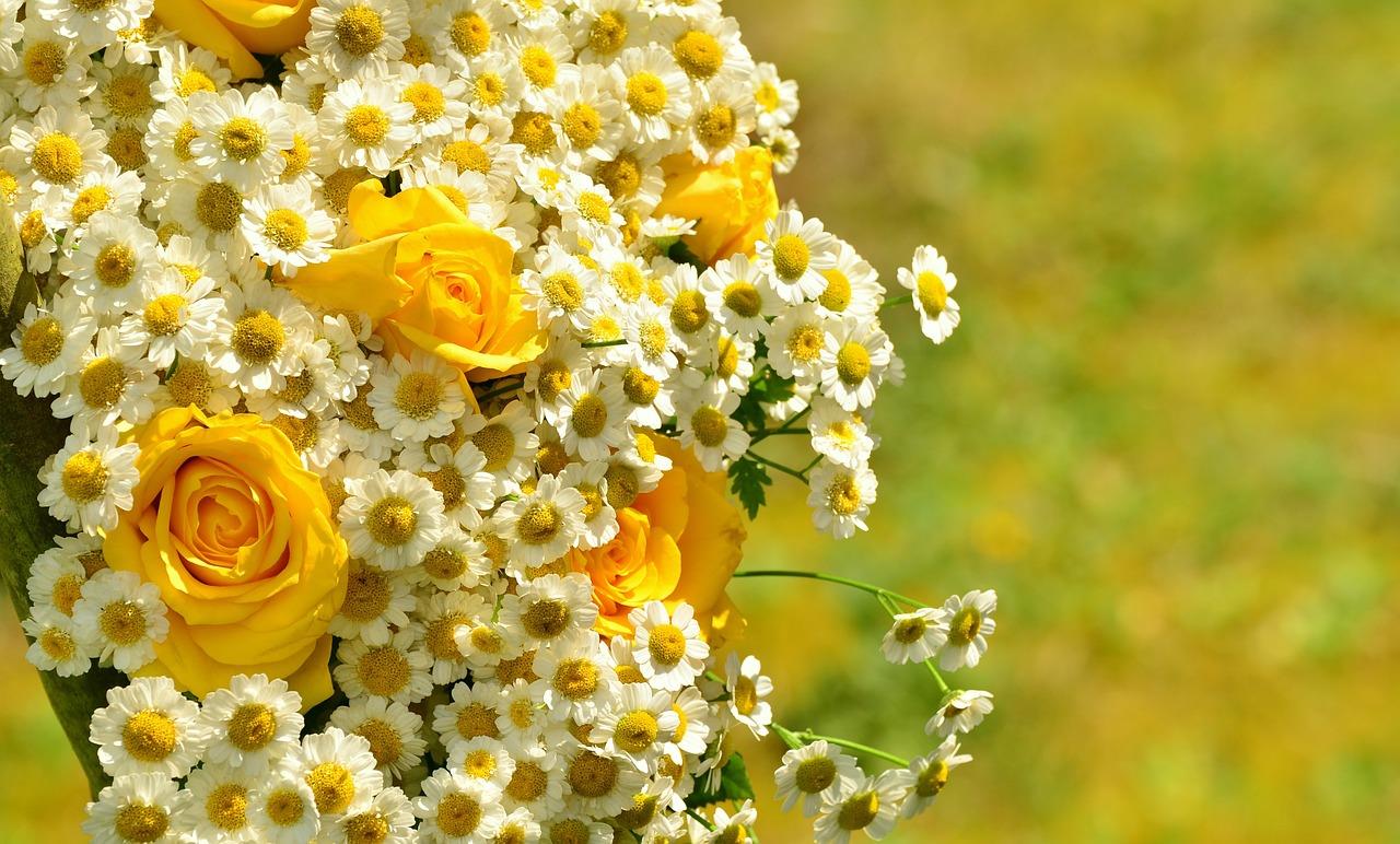 Uplyme & Lyme Regis Horticultural Society Summer Show image