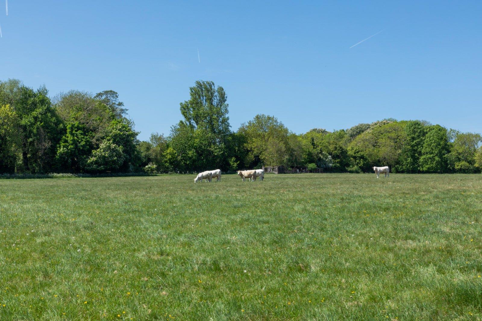 Property Image 9d815a73-de1d-4bf2-8a36-9066b2056292