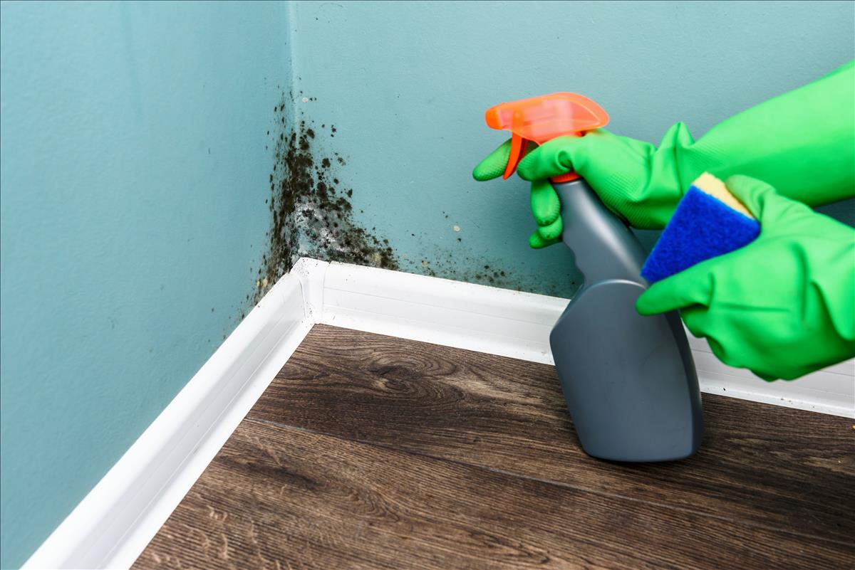 mould in property renters rights act property standards awaabs law symonds & Sampson