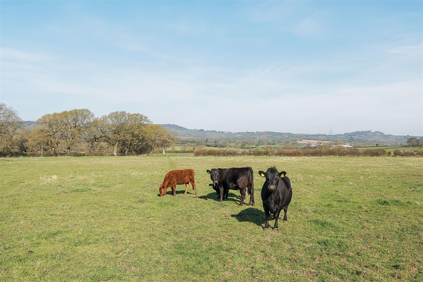 Property Image c71473a7-f806-46d9-983c-b22fa5fc4bf3