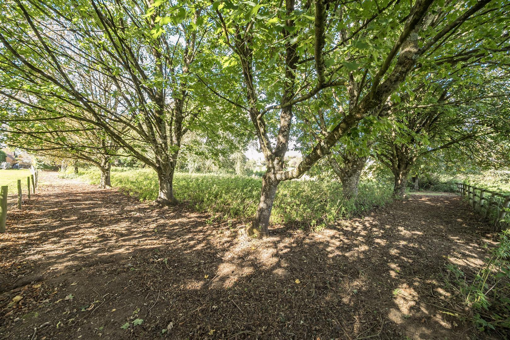 Image 15
