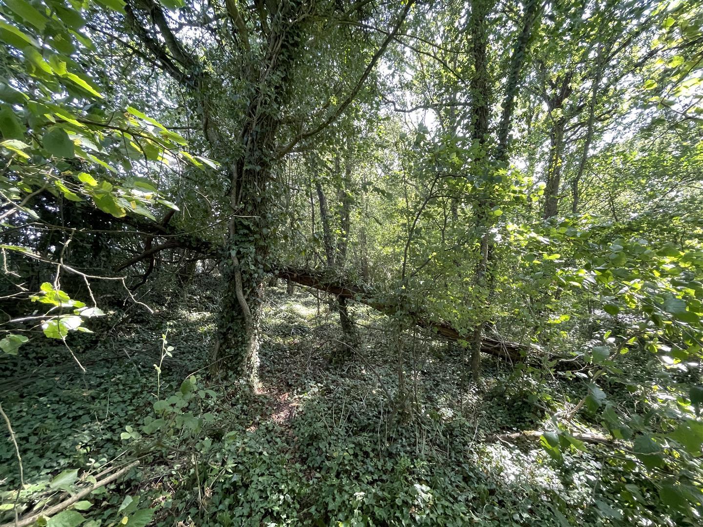Property Image e90725f8-6045-4574-ab47-c85f50aa1491