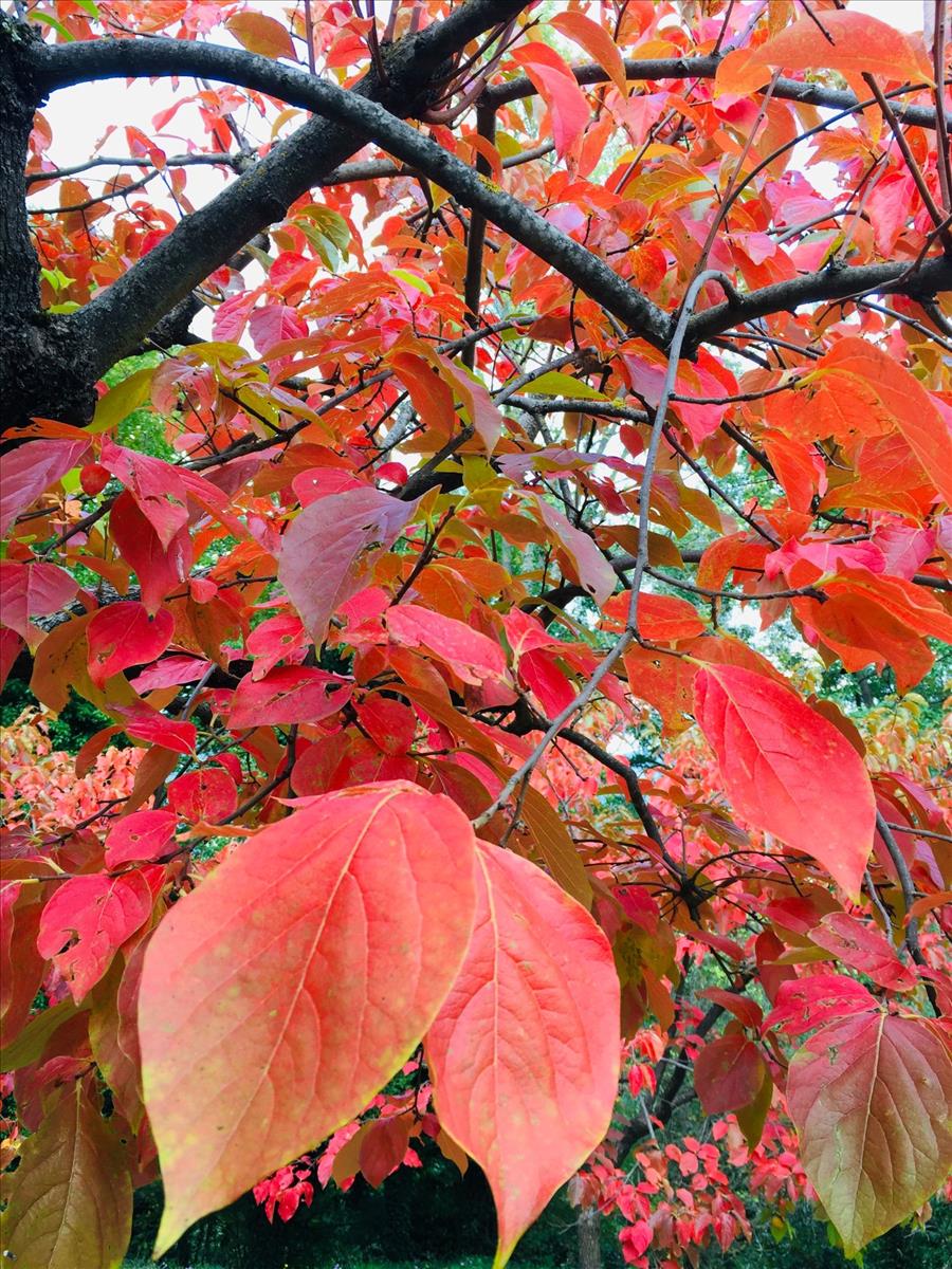 Property Image f532f563-d7e1-4531-a1c8-fe9a729b8060