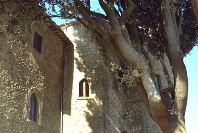 Castello Neve, Poggioni, Cortona, ancient tree