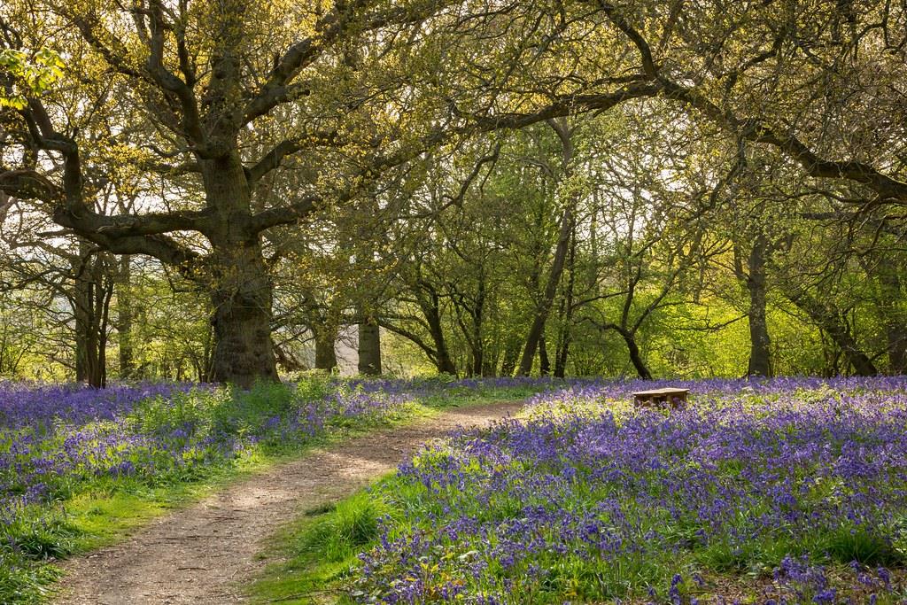 Hillhouse Wood