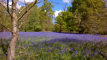 Hillhouse wood. West Bergholt. Palmer and Partners Colchester